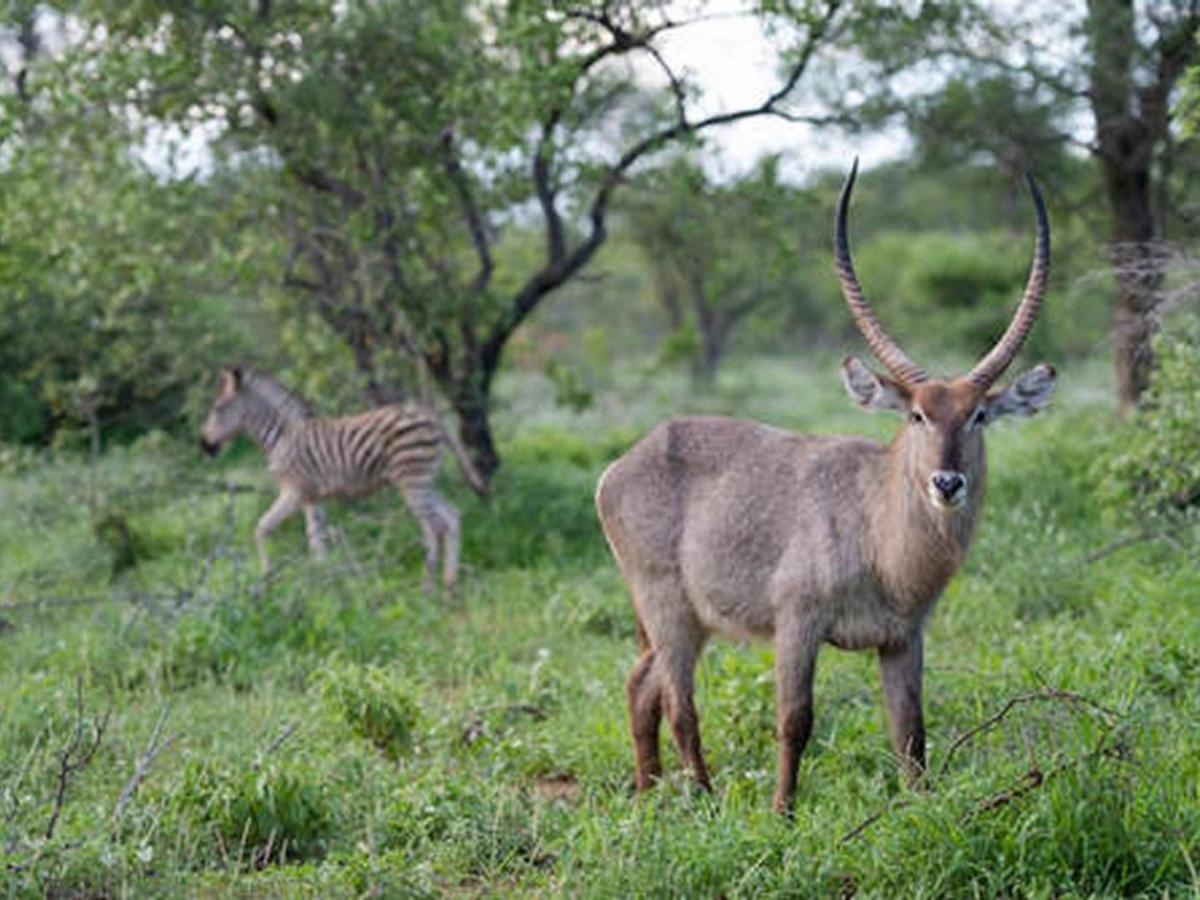 Ujabule Lodge Hoedspruit Eksteriør billede
