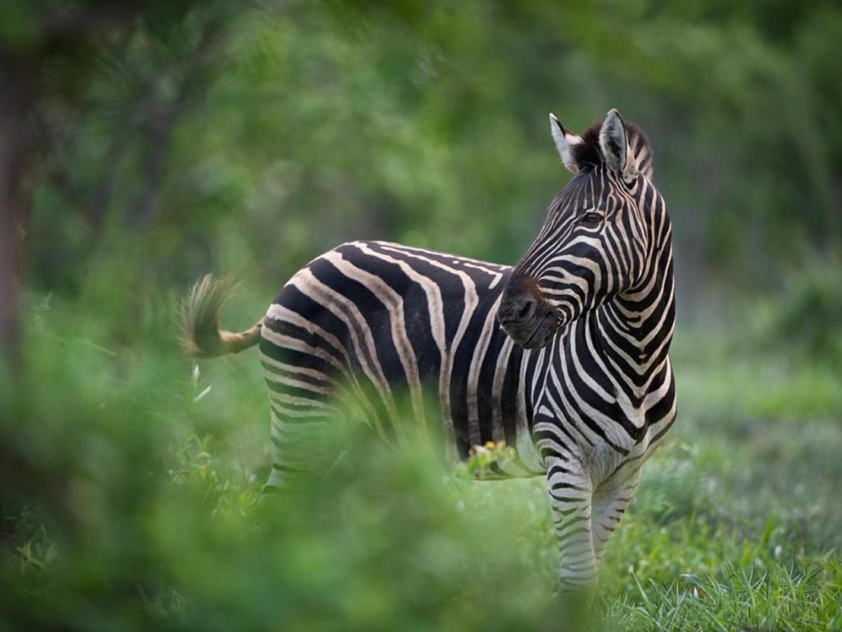 Ujabule Lodge Hoedspruit Eksteriør billede